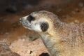 A meerkat profile close up in the desert Suricata suricatta