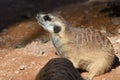 A meerkat profile close up in the desert Suricata suricatta