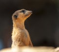 Meerkat in profile