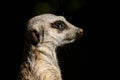 Meerkat Profile