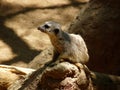 A meerkat in profile and watching for predators near its burrow