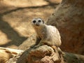 A meerkat in profile and watching for predators near its burrow Royalty Free Stock Photo