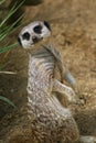 Meerkat looking at you Royalty Free Stock Photo