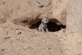 Meerkat puppy