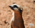 Meerkat Remains at Attention