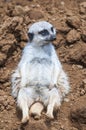 Meerkat at rest Royalty Free Stock Photo