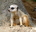 A Meerkat Rest In The Shade Royalty Free Stock Photo