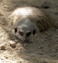 Meerkat resting