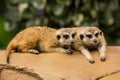 Meerkat resting on ground