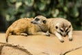 Meerkat resting on ground