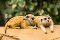 Meerkat resting on ground.