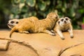 Meerkat resting on ground.