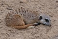 Meerkat resting, laying on the ground with eyes open