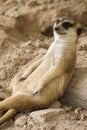 Meerkat resting in open zoo of Thailand