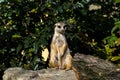 Meerkat resting in the sun Royalty Free Stock Photo