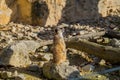 Meerkat resting in the sun Royalty Free Stock Photo