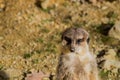 Meerkat resting in the sun Royalty Free Stock Photo