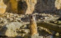 Meerkat resting in the sun