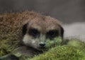 Meerkat resting Royalty Free Stock Photo