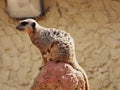 Meerkat On Rock