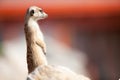 A meerkat on rock guards