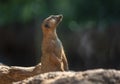 Meerkat on rocks