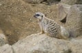 Meerkat on the rocks. The meerkat or suricate Suricata suricatta is a small carnivoran belonging to the mongoose family Royalty Free Stock Photo