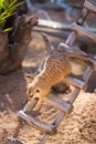 Meerkat running down ladder in an enclosure. Royalty Free Stock Photo