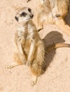 Meerkat on sand Royalty Free Stock Photo