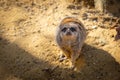 Meerkat on sandy ground in sunlight. Royalty Free Stock Photo