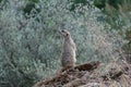 Meerkat Scenting the Air