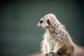 Meerkat suricata suricatta on lookout Royalty Free Stock Photo