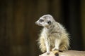 Meerkat suricata suricatta on lookout Royalty Free Stock Photo