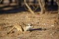 Meerkat in Kgalagari transfrontier park, South Africa Royalty Free Stock Photo