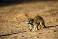 Meerkat in Kgalagari transfrontier park, South Africa Royalty Free Stock Photo