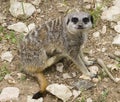 A Meerkat scratching Royalty Free Stock Photo