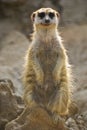 Meerkat Sentinel