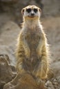 Meerkat Sentinel Royalty Free Stock Photo