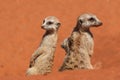 Meerkat sentinels on red sand, Kalahari desert, Namibia Royalty Free Stock Photo