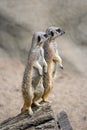 Meerkat Sentries Royalty Free Stock Photo