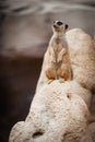 Meerkat Royalty Free Stock Photo