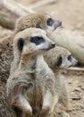 A Meerkat Sentry, and Two Other Mob Members, Stay Alert to Warn of Danger