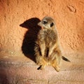 Meerkat with shadow Royalty Free Stock Photo