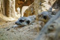 Meerkat is in the shadow on the sand. And looking at something Royalty Free Stock Photo