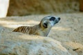 Meerkat is in the shadow on the sand. And looking at something Royalty Free Stock Photo