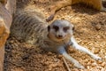 A Meerkat Showing a Very Inquisitive Expression Royalty Free Stock Photo