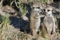Meerkat cubs in Botswana, Africa Royalty Free Stock Photo
