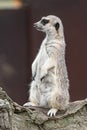 Meerkat side profile