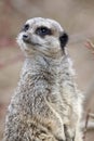 Meerkat Royalty Free Stock Photo