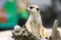 Meerkat sit Watching Royalty Free Stock Photo